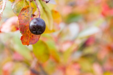 Chokeberry Bush with Mature chokeberry berries in autumnの写真素材