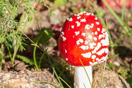 Red bright mushroom fly agaric with white spots near the stonesの写真素材