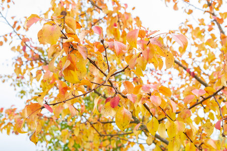 Autumn tree with yellow leaves in cloudy weatherの写真素材