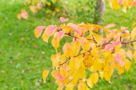 Autumn tree with yellow leaves in cloudy weather