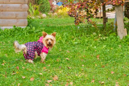 Yorkshire Terrier in dog clothes running around the yard in autumnの写真素材