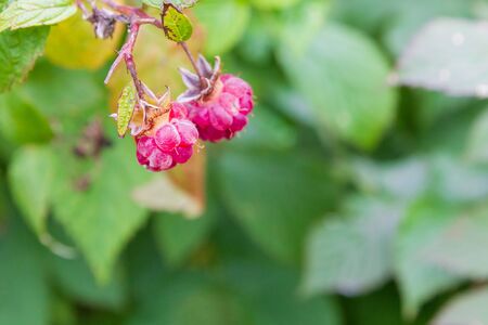 Ripe red raspberries ripen on the Bush in summerの写真素材