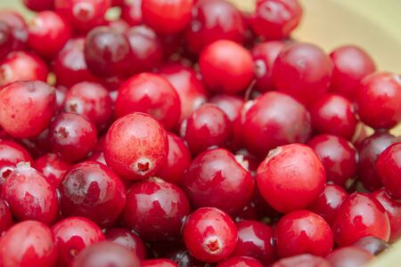 Ripe Red cranberries collected in the forest lies in the containerの写真素材