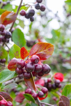 Chokeberry grows on a Bush in late summerの写真素材