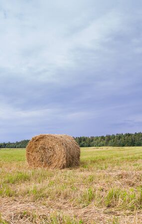 Haystacks are removed from the fields in the summer near the forestの写真素材
