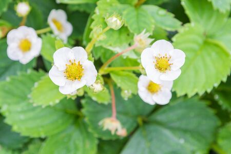 White strawberry flowers on a bed of strawberries in summerの写真素材
