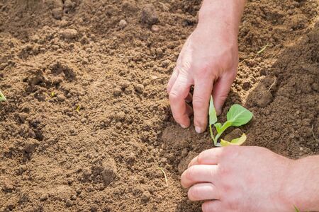 Planting cabbage in the form of plants in early summerの写真素材
