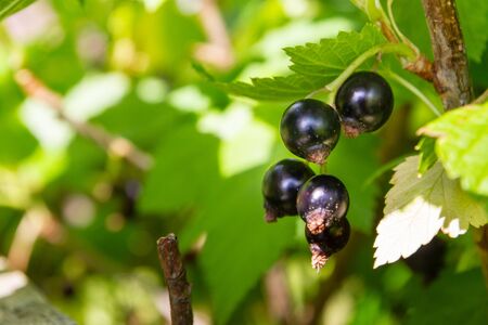 Blackcurrant berries hang on a Bush in summerの写真素材