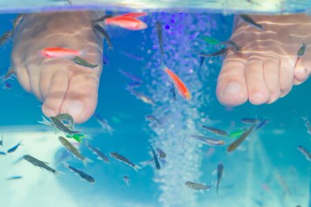 Fish Garra rufa in the aquarium treated feetの写真素材