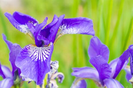 Lilac garden flowers irises grow in the garden in summer