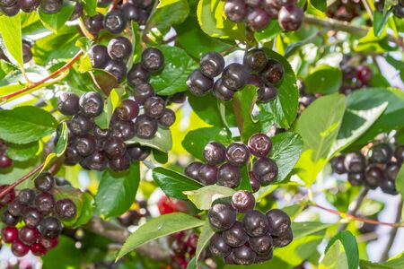 Chokeberry grows on a Bush in late summerの写真素材