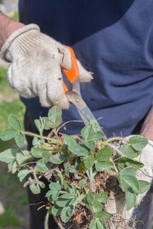 An elderly man transplants strawberries in the garden in the springの写真素材