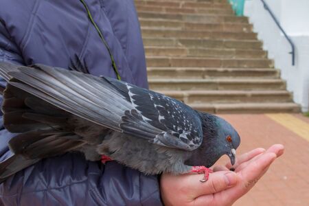 Gray street pigeons on the hand of a young man on the street