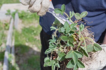 An elderly man transplants strawberries in the garden in the springの写真素材