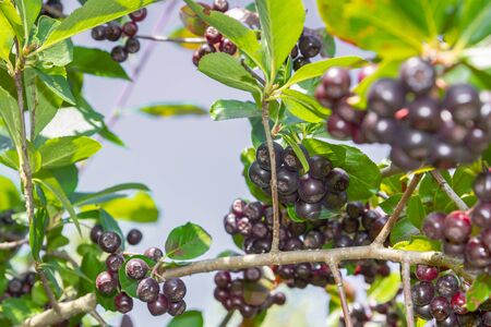 Chokeberry grows on a Bush in late summerの写真素材