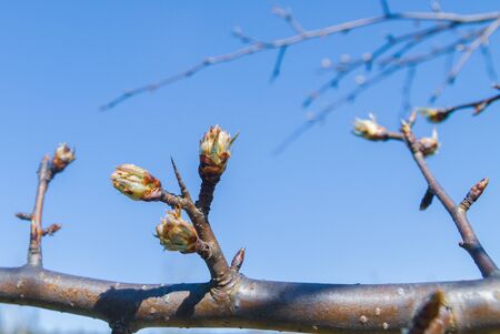 Buds bloom in spring on a pear tree in the gardenの写真素材