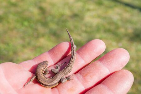 Green lizard in a man's hand in the summer on the stree