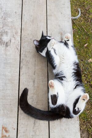 Home black and white cat walks in the yard in the springの写真素材