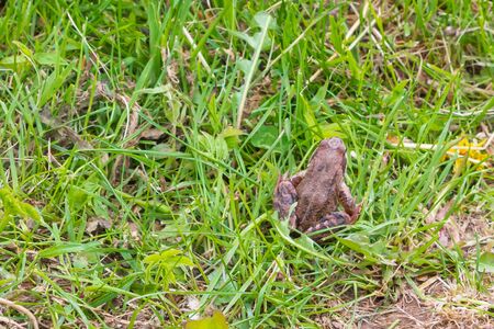 Brown spotted frog walks in the garden in summer