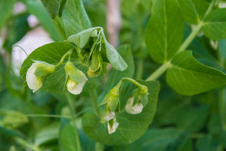 Green peas bloom and Mature in the garden in summer