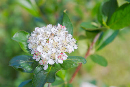 In the spring the willow tree bloomed in the garden and the snow fellの写真素材
