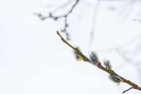 In the spring the willow tree bloomed in the garden and the snow fell