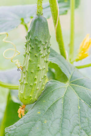 Small green tomatoes ripen in the greenhouse in summerの写真素材
