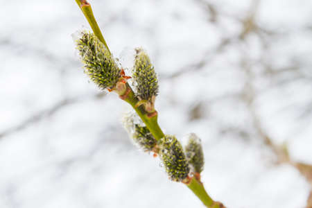 In the spring the willow tree bloomed in the garden and the snow fell