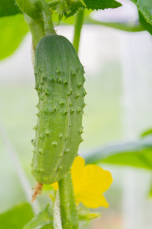 Mature cucumbers in the greenhouse hanging on a branchの写真素材
