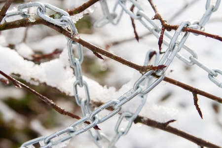 Metal chain hanging on a bush branch in winterの写真素材