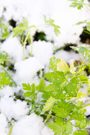 Green parsley grows in the garden in winter under the snow