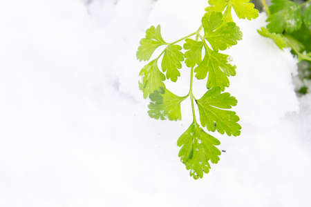 Green parsley grows in the garden in winter under the snow