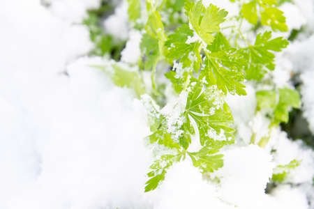 Green parsley grows in the garden in winter under the snowの写真素材