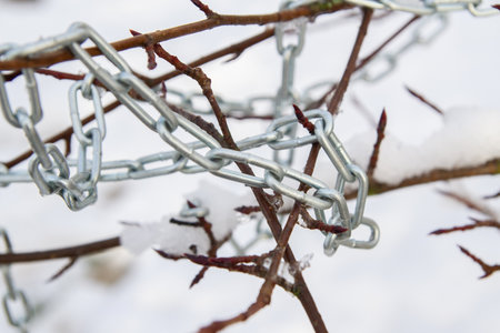 Metal chain hanging on a bush branch in winter