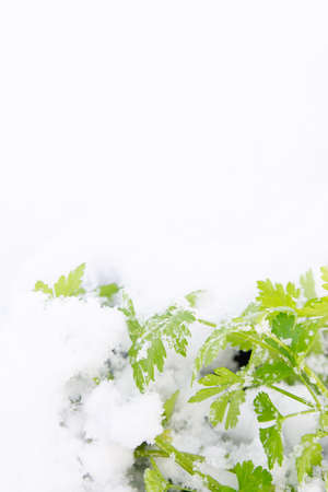 Green parsley grows in the garden in winter under the snowの写真素材