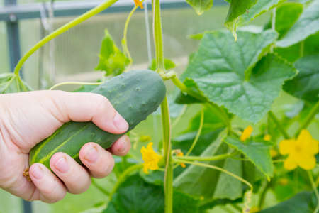 Woman's hand removes a cucumber from a branch in the greenhouseの写真素材