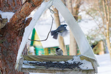 A bird feeder hangs on a tree in the village yardの写真素材