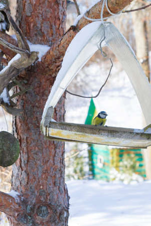 A bird feeder hangs on a tree in the village yardの写真素材