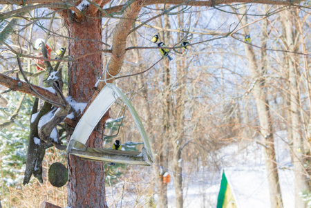 A bird feeder hangs on a tree in the village yardの写真素材