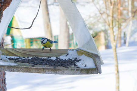 A bird feeder hangs on a tree in the village yardの写真素材