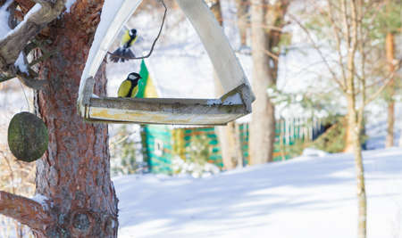 A bird feeder hangs on a tree in the village yardの写真素材