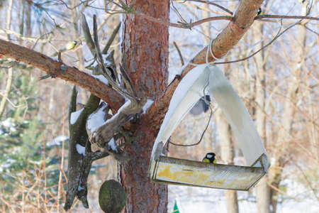 A bird feeder hangs on a tree in the village yardの写真素材