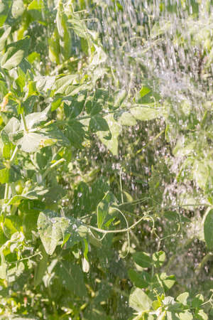 Green pea pods grow in the summer in the gardenの写真素材