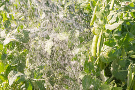 Green pea pods grow in the summer in the gardenの写真素材