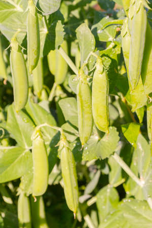 Green pea pods grow in the summer in the gardenの写真素材