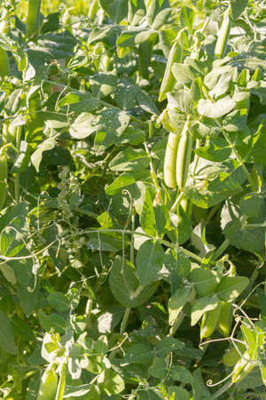 Green pea pods grow in the summer in the gardenの写真素材