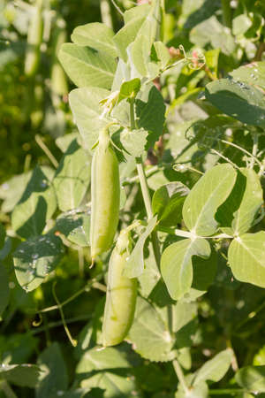 Green pea pods grow in the summer in the gardenの写真素材