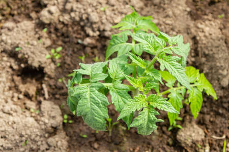 Tomato seedlings grow in the garden in the summer in a greenhouseの写真素材