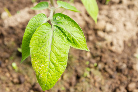 Tomato seedlings grow in the garden in the summer in a greenhouse