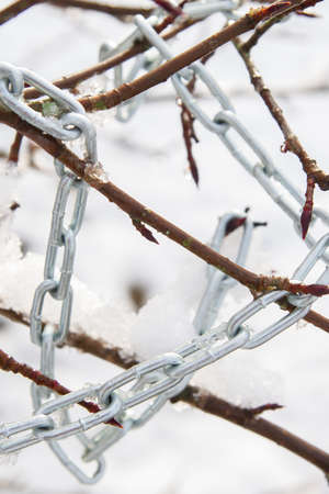 Metal chain hanging on a bush branch in winterの写真素材
